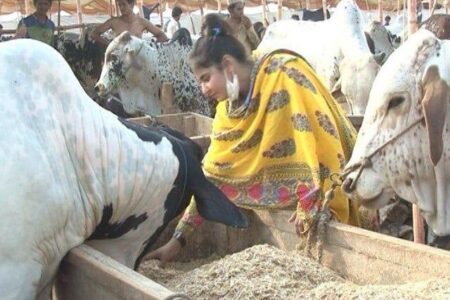 Karachi Girl Cow Sale In Super Highway Mandi