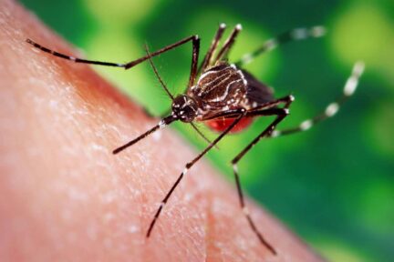Why do mosquitoes drink human blood and How to avoid them? Why do mosquitoes bite and suck blood