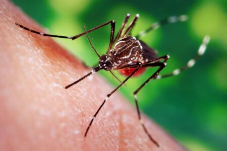 Why do mosquitoes bite and suck blood