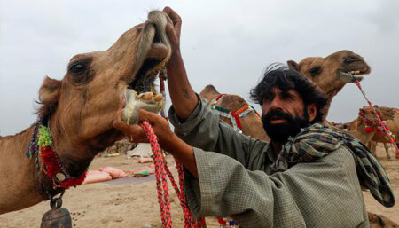 Inflation Impacts Sales of Camels for Eid ul Adha in Pakistan