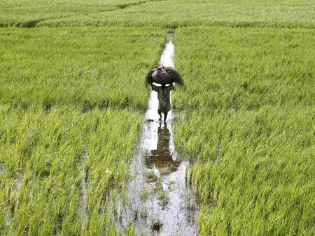 Struggles & Growth in Agriculture Sector: Overview of Fiscal Year 2022-23