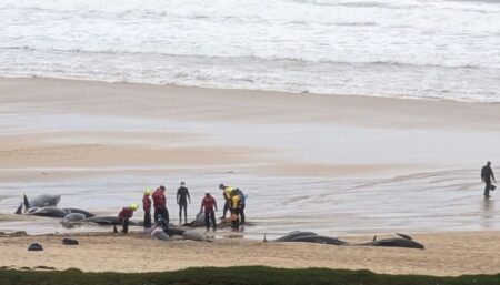 Pilot whales die after mass stranding on Scottish isle: 40 Dead, 10 Survivors