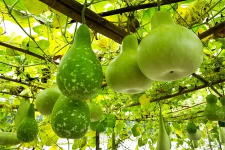 Top Health Benefits of Bottle Gourd (Lauki) Juice – A Natural Wellness Drink Top Health Benefits of Bottle Gourd (Lauki) Juice – A Natural Wellness Drink