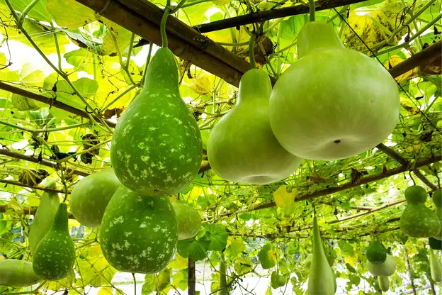 Top Health Benefits of Bottle Gourd (Lauki) Juice – A Natural Wellness Drink Top Health Benefits of Bottle Gourd (Lauki) Juice – A Natural Wellness Drink